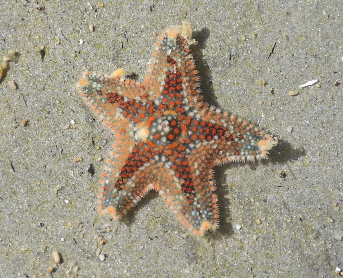 Asterina martinbarrosi?