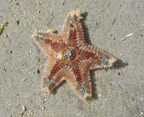 Asterina martinbarrosi?