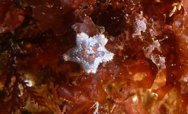 Asterina philactica  ou A. gibbosa ?