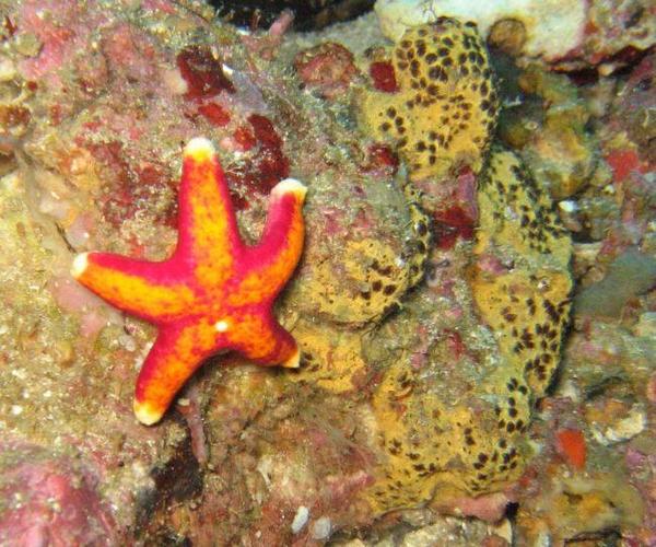 Asteroidea. Starfish. Etoile d’Indonésie ?