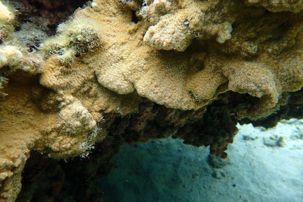 Astreopora certainement mais lequel ? Réunion