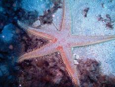 Astropecten aranciacus ???? merci  :-))