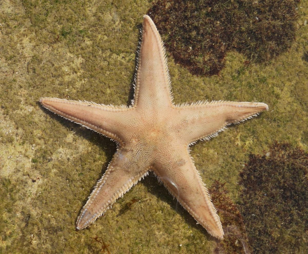 Astropecten irregularis?