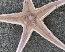 Astropecten irregularis?