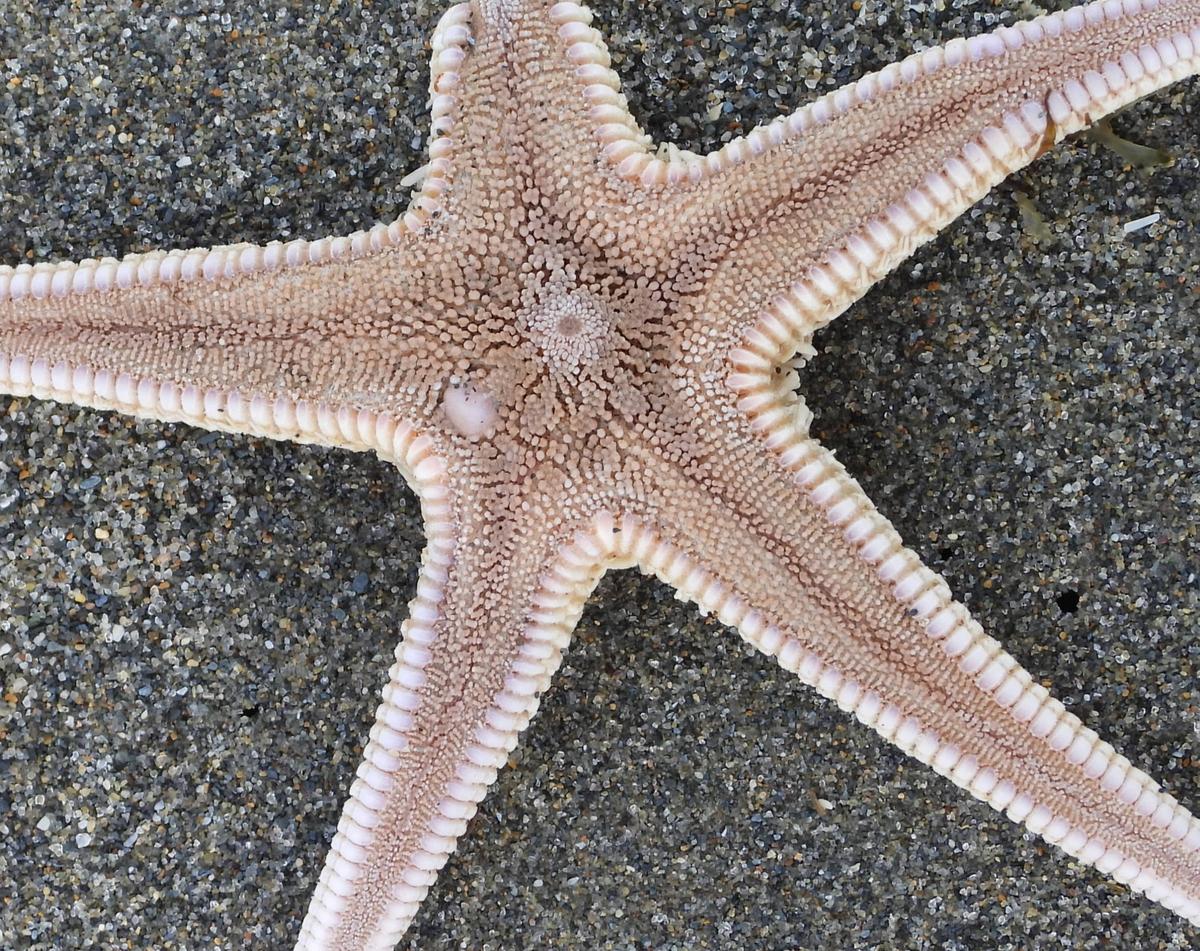 Astropecten irregularis?
