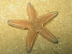 Astropecten mais laquelle ?