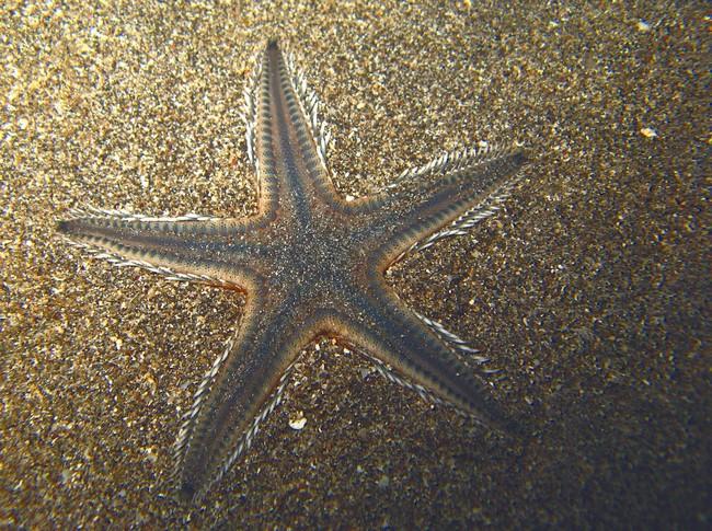 Astropecten