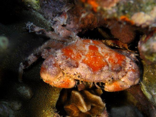 Je pense a un Lophozozymus incisus<br /><br />Regarder ici : http://calphotos.berkeley.edu/browse_imgs/crab_shrimp_sci_12.html