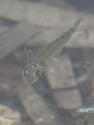 Atherina ? Identifiable ?