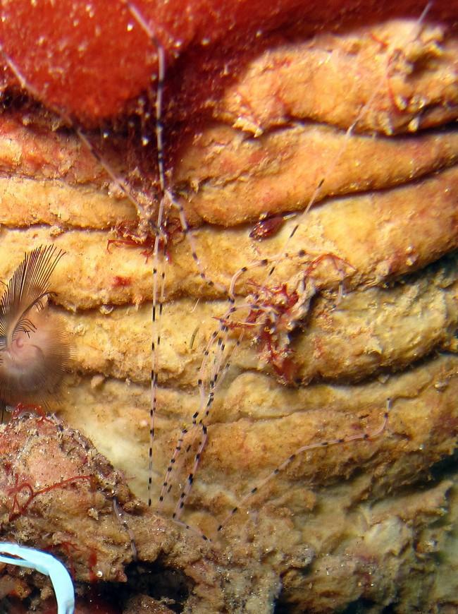 Ce sont les "tentacules" d'un vers du style Eupolymnia (ou un genre proche). Je joins une photo également de Lembeh