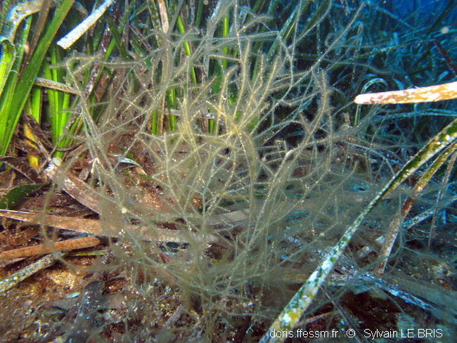 Pas sur que ce soit la même espèce. Cete algue vient également de Port Cros mais pas du même site.