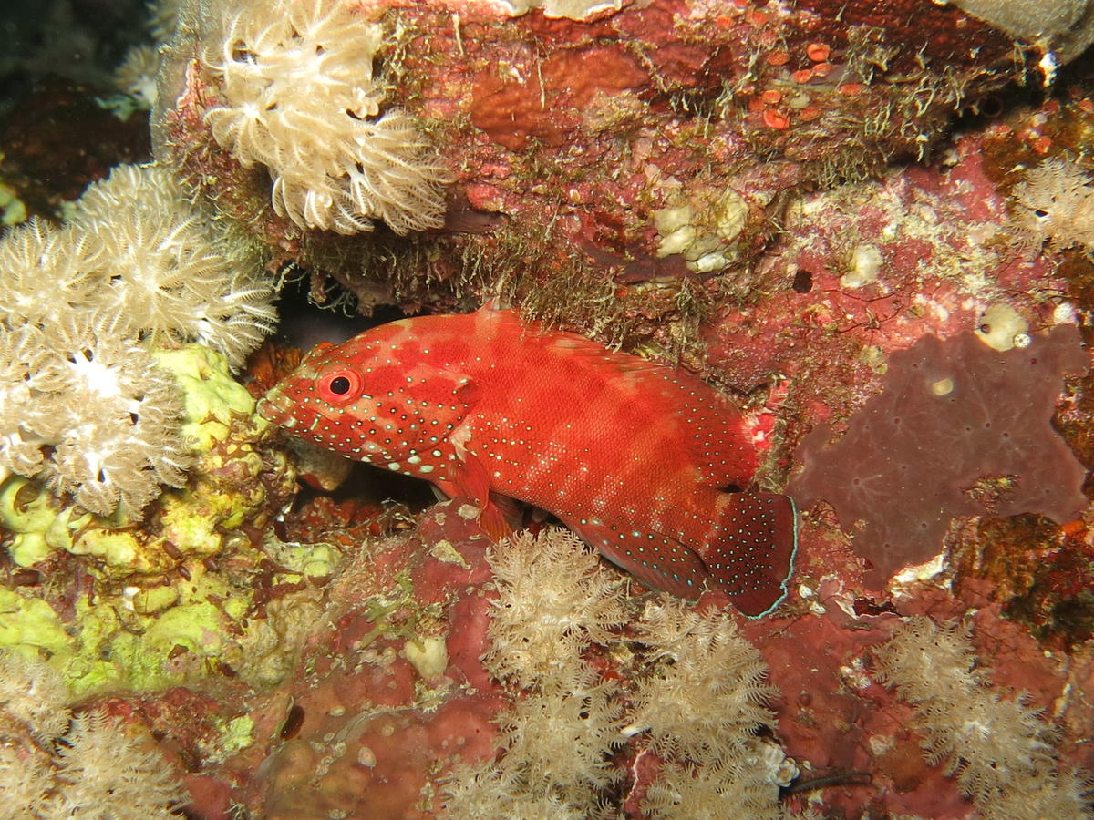 Autre mérou de mer Rouge