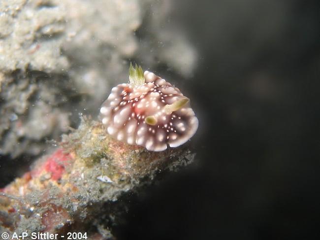 Pas Phyllididae du tout, effectivement.<br />Je pense fortement à <em>Chromodoris geometrica</em> Risbec, 1928.<br />En voila une vue differente da...