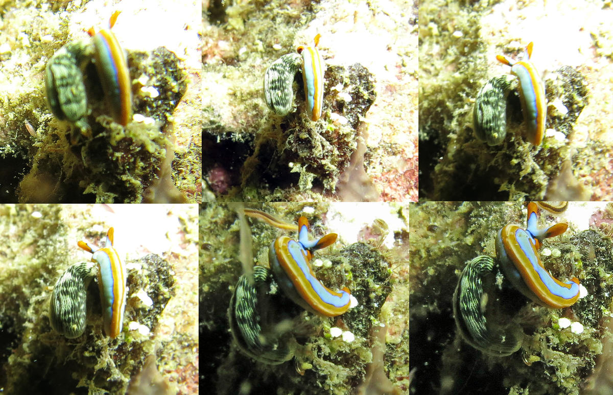 <p><br></p><p>Pour répondre à Marina, je suis allée repêcher les photos abandonnées et j'ai fait ce petit montage, la qualité est mauvaise, néanmoi...
