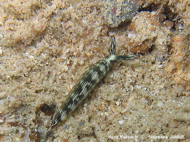 <p>Oui, Vincent. C'est une des hypothèses (la plus tentante ?) en cours.<br> in : DORIS, 02/03/2017 : <strong>Thuridilla gracilis </strong>(Risbec,...