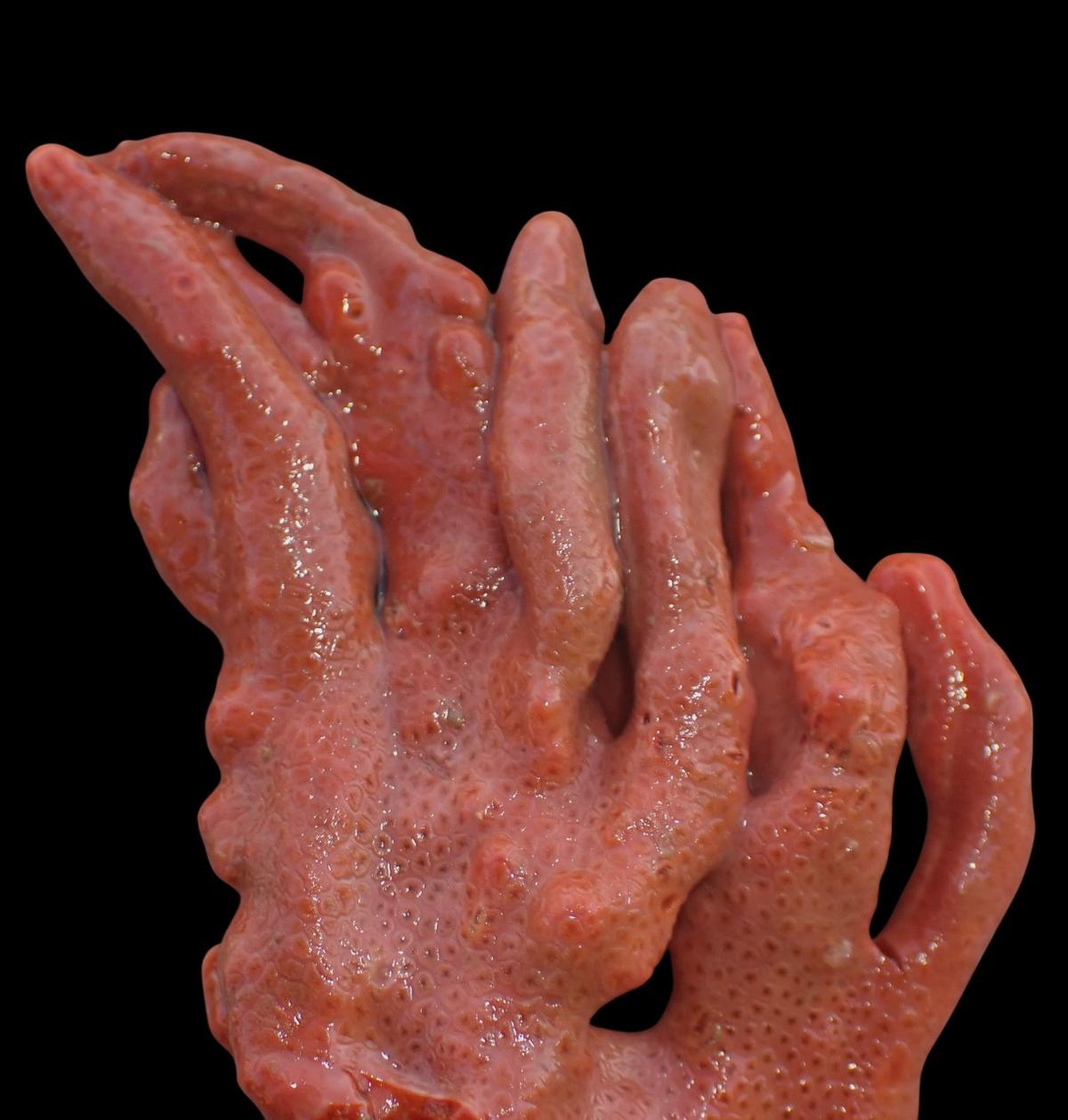 Axinella?