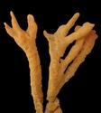 Axinella?
