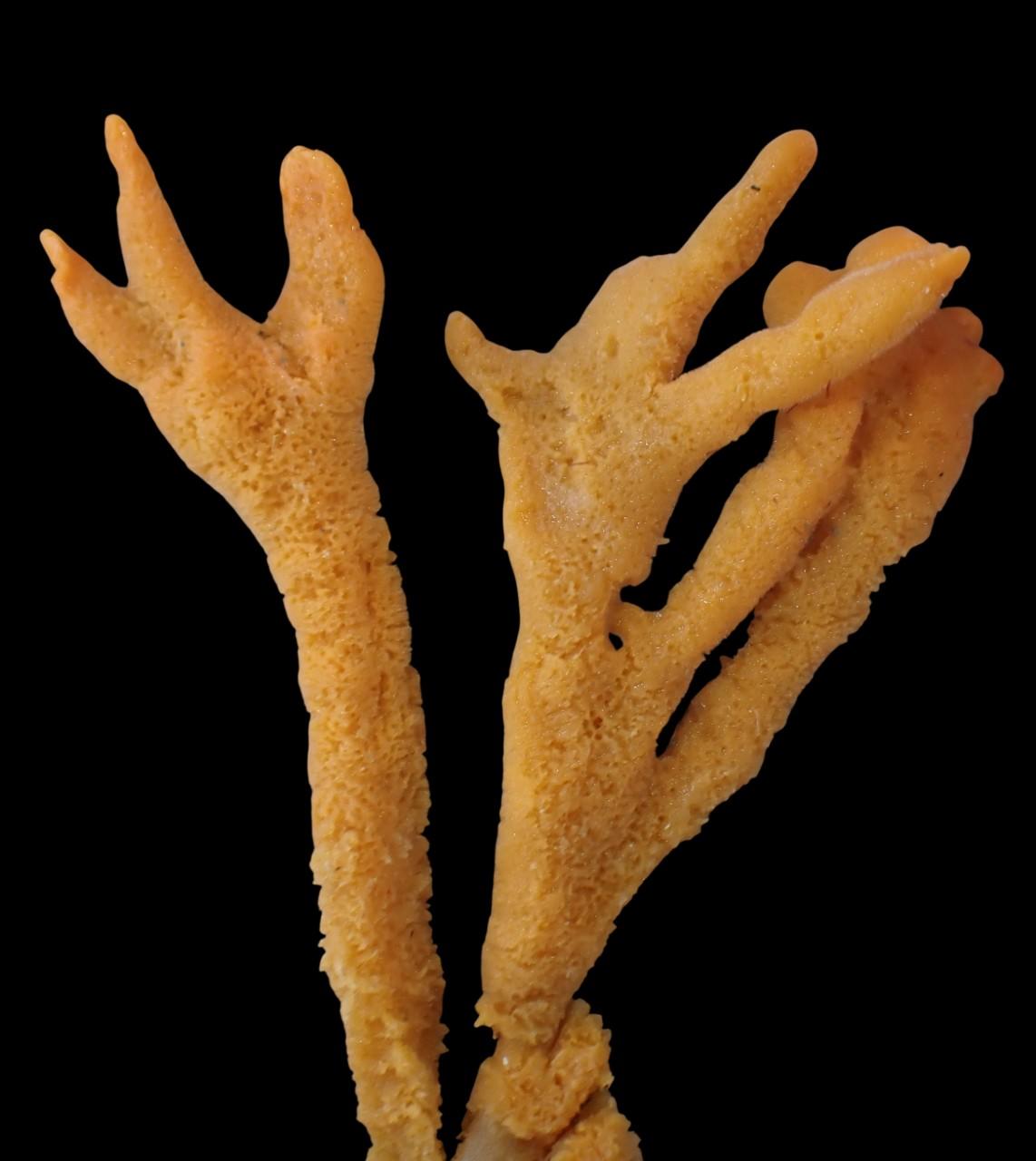 Axinella?