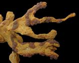 Axinella verrucosa?