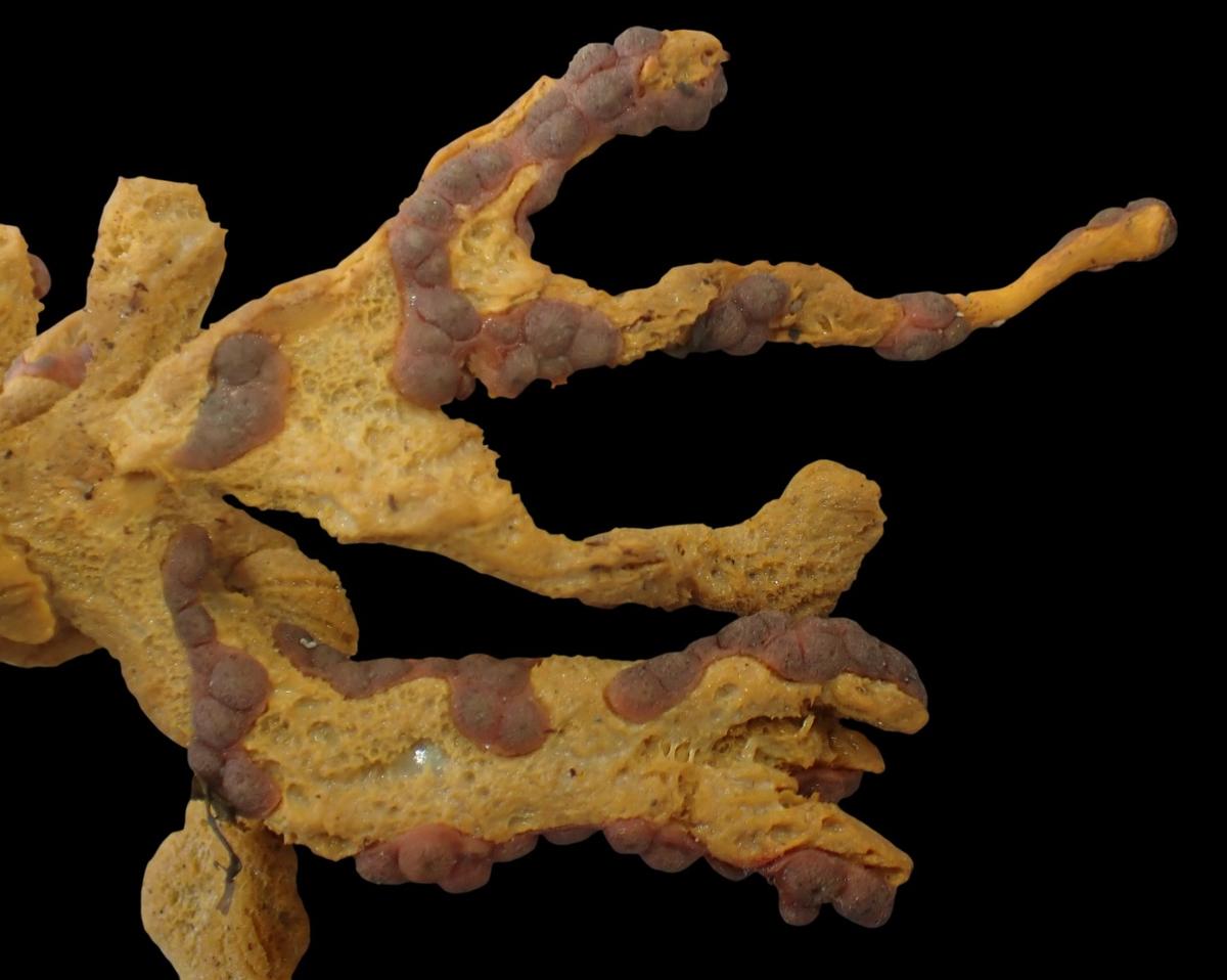 Axinella verrucosa?