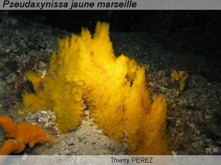 <p>Pour l'anecdote, ce beau spécimen marseillais a été photographié par Sylvain Le Bris en 2004, il y a plus de 15 ans donc (<a href="http://doris....