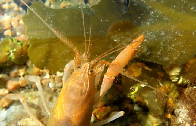 autre photo, prise cette fois dans l'eau