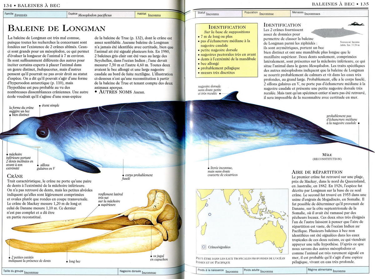 <p>Bonjour</p><p>Un scan de l'article du livre l’œil nature - Baleines et marsouins de chez Bordas pour le cas où.</p><p><img src="/extension/doris...
