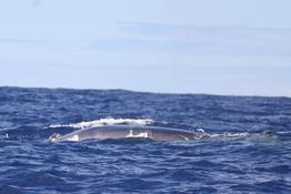 baleine boréale