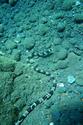 Bali: anguille-serpent ?