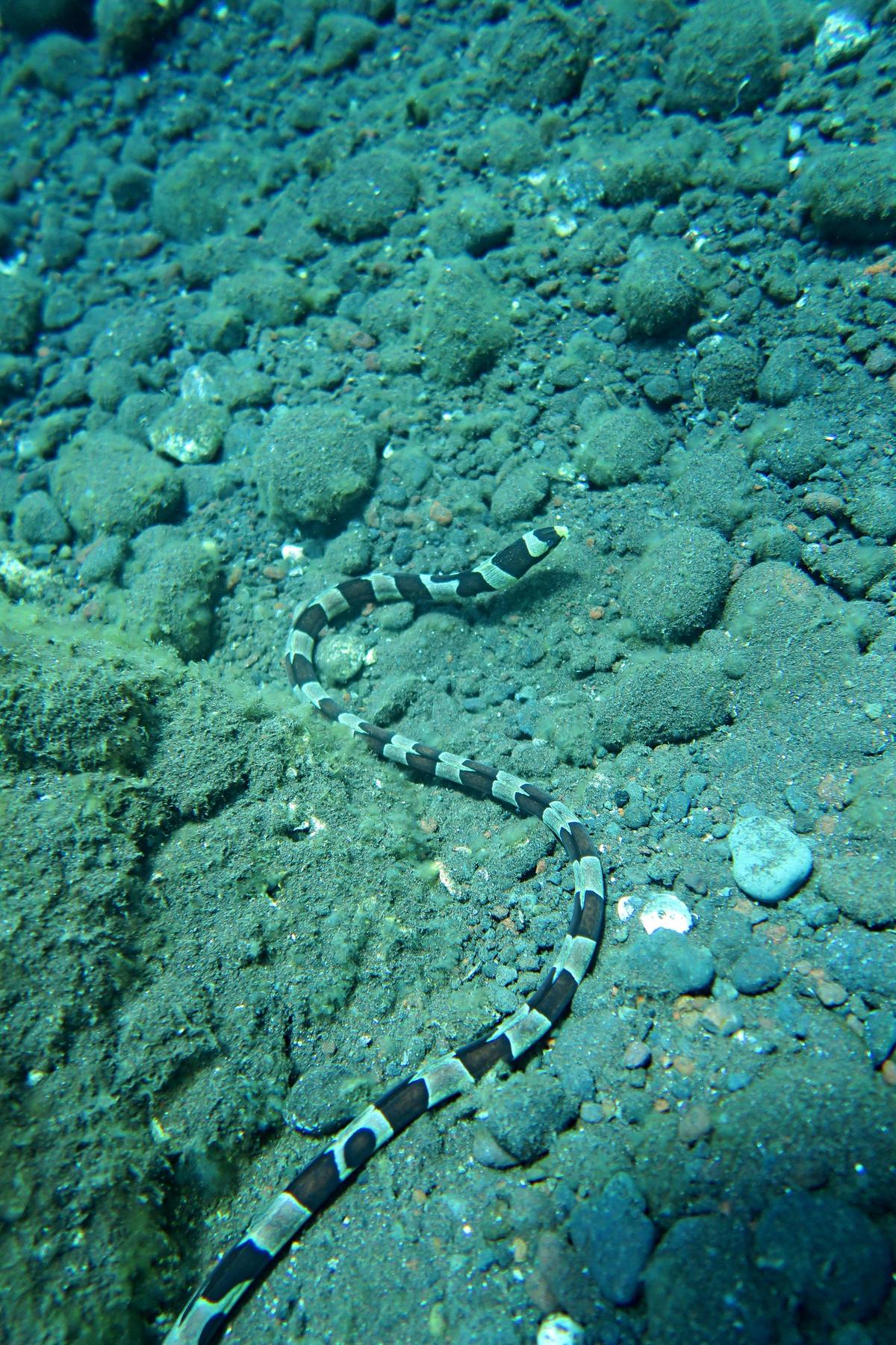 Bali: anguille-serpent ?