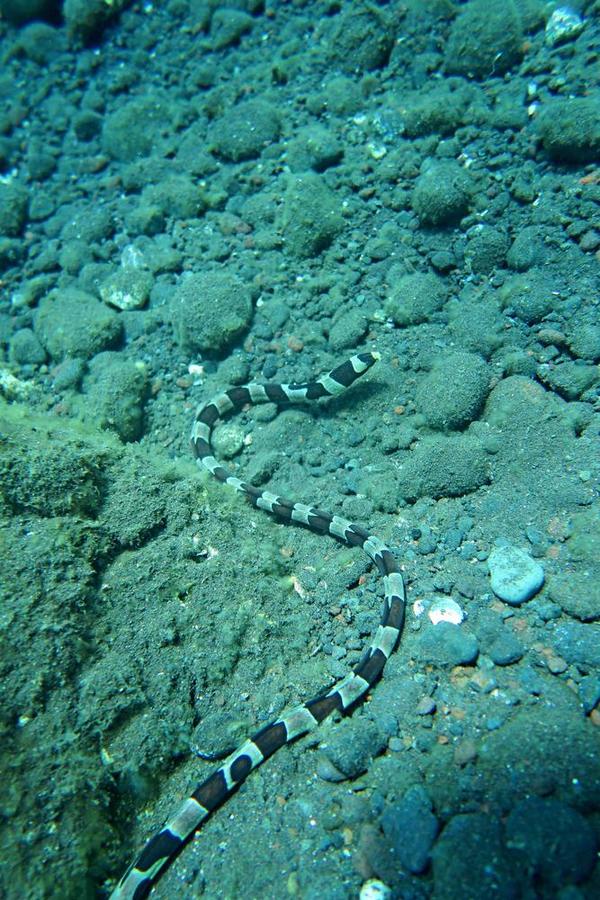 Bali: anguille-serpent ?