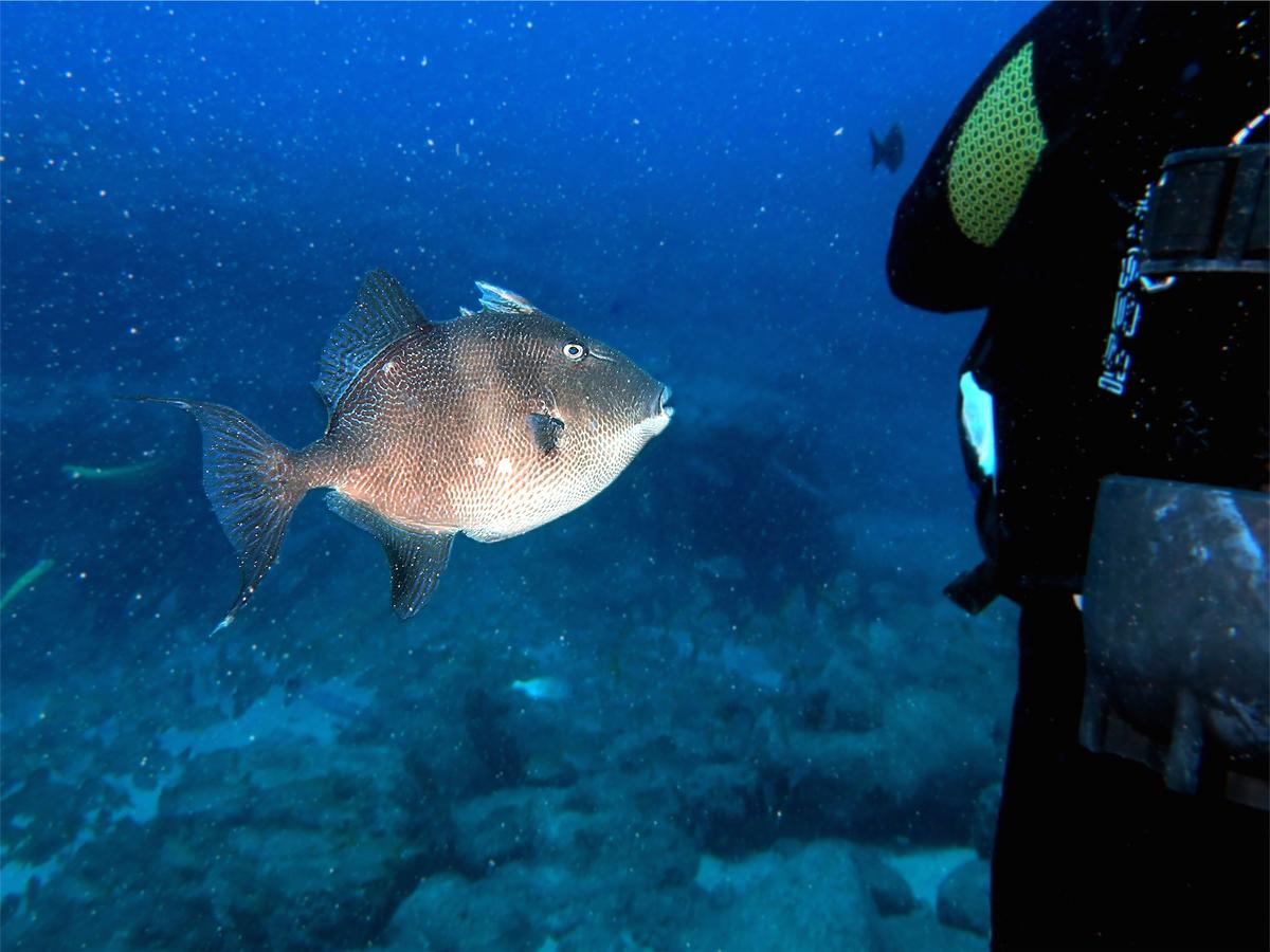 <p>Bonjour,</p><p style="margin-left: 20px;">J’ai régulièrement croisé ce poisson à Tenerife. Un ami plongeur a été attaqué assez brutalement par c...