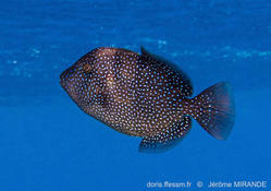 Baliste commun à Nice...est-ce à signaler ?