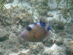 Baliste juvenile