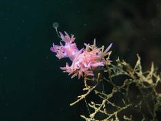 Ballon flottant au dessus d'un nudibranche