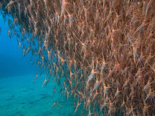 Banc de crevettes