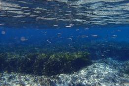 banc de petits poissons venus se nourrir du plancton à la surface