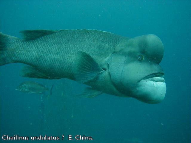 <p>Et plus phantasmatique. Labridae. Cheilinus undulatus. Kobudai. S.E (W). China seas. !!!!! Le père noël a du faire des hybrides !</p><br><p> </p>