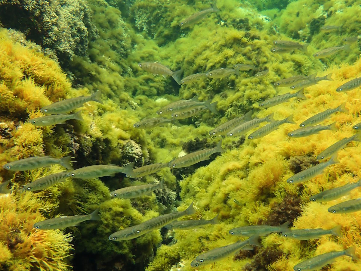 banc de poissons