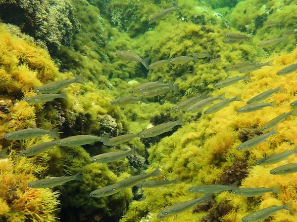 banc de poissons