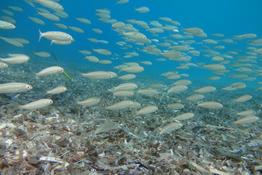 banc de poissons à 100m du rivage de Pampelonne (Var)