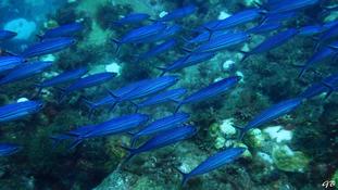 Banc de poissons bleus