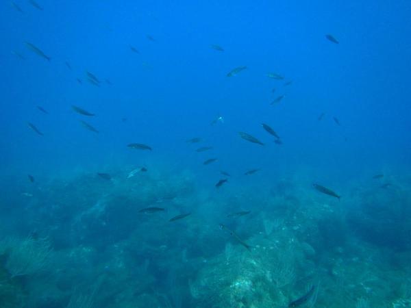 Banc de poissons de Méditerranée