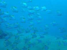 Banc de poissons inconnus à Bali