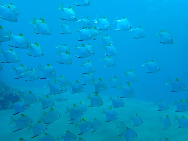 Banc de poissons inconnus à Bali