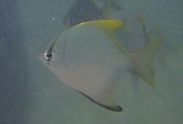 banc de poissons pris au large de l'île Coco aux Seychelles