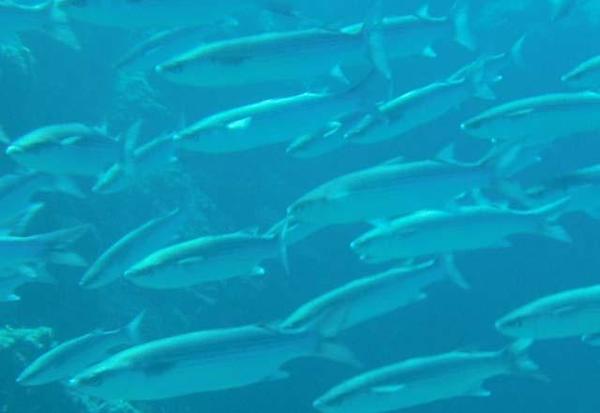 banc de poissons que je ne connais pas