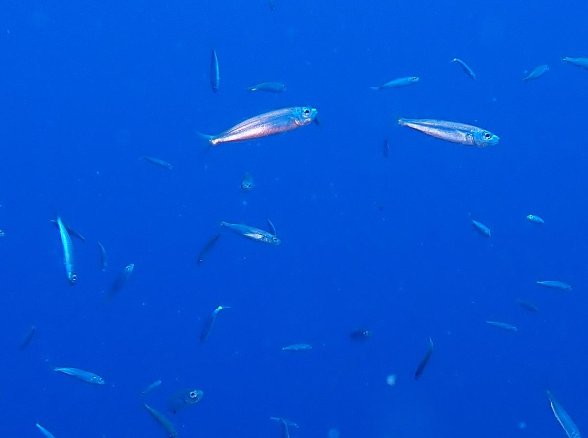 Banc de sardines?