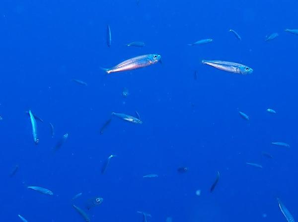 Banc de sardines?