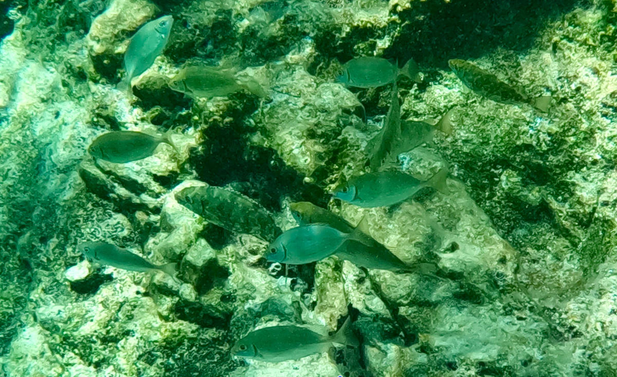 Bancs de poissons 